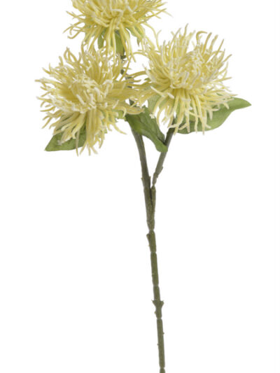 Protea -umelé kvety